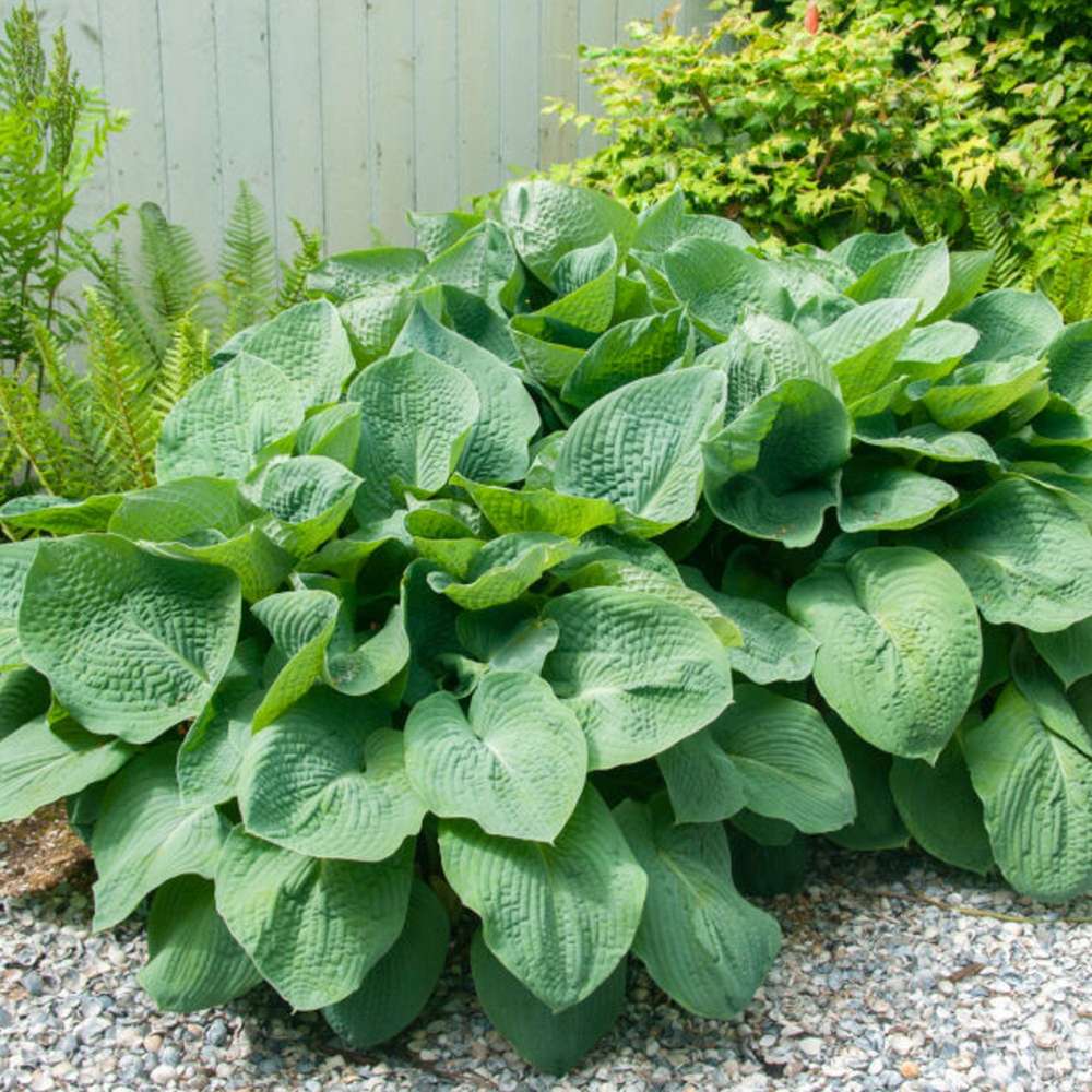 Hosta 'Elegans'